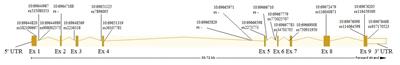 SIRT1 Allele Frequencies in Depressed Patients of European Descent in Russia